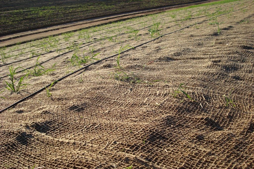 Jute Mesh, with irrigation and tubestock planting